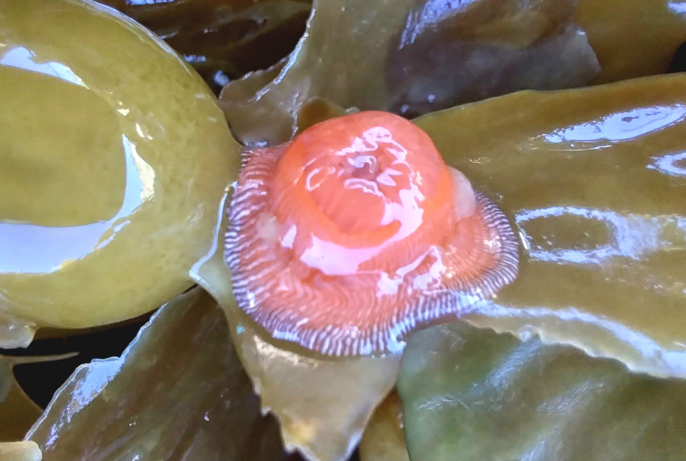 Brooding anemone (Epiactis prolifera)