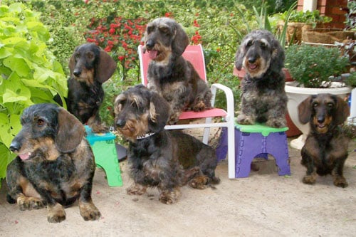 Ella is mom to her sons and daughters, including Stonehedge Serra Avatar, RA, MX, MXJ, Stonehedge Barnaby Jones, CDX, RE, OA, AXJ, CbC Standard Wirehaired Dachshund
