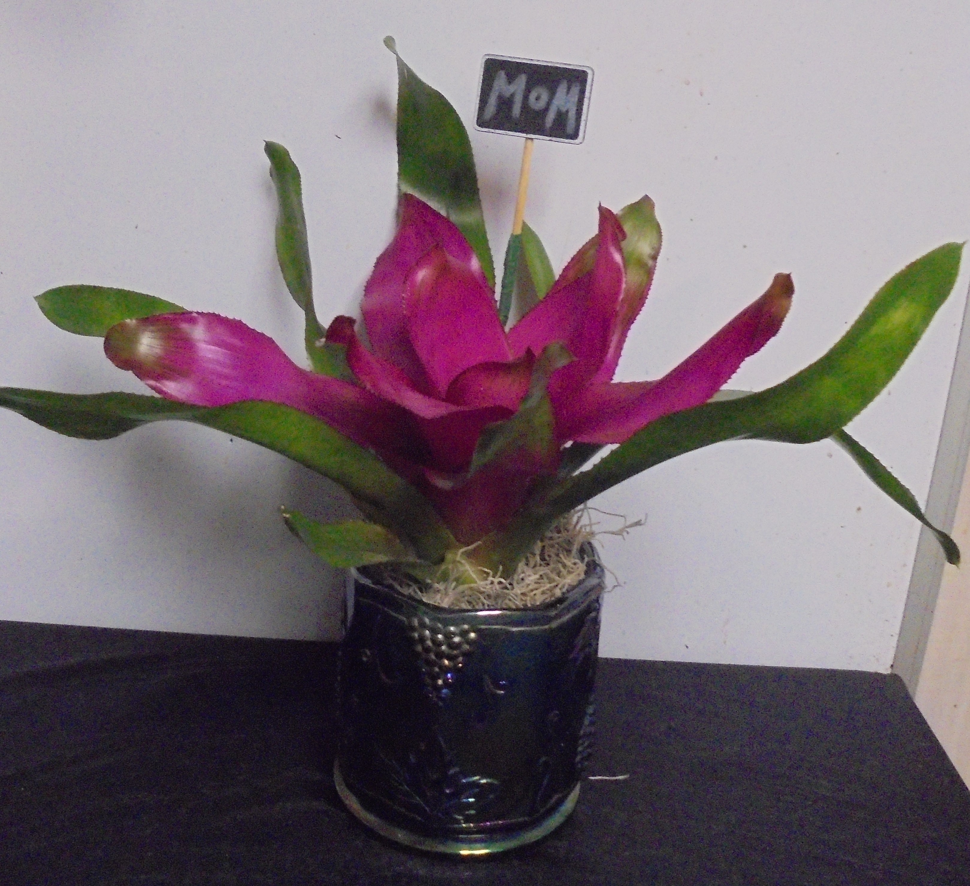 (20)  "Vintage" Glass Carnival Bowl
With Bromeliad Plant
$45.00