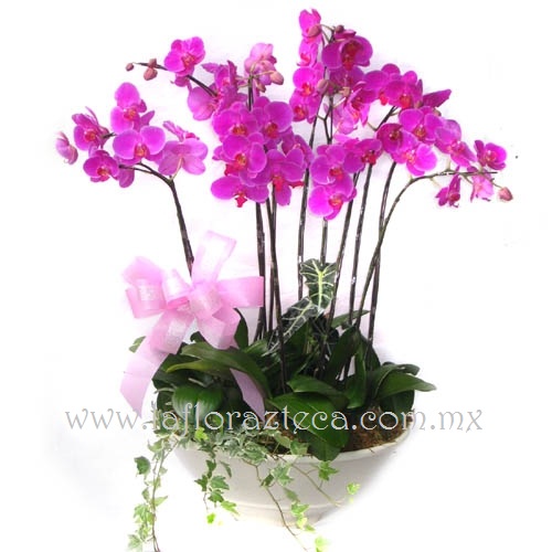 MD - 137  $3,960
Orquídeas phalaenopsis en bella base de cerámica