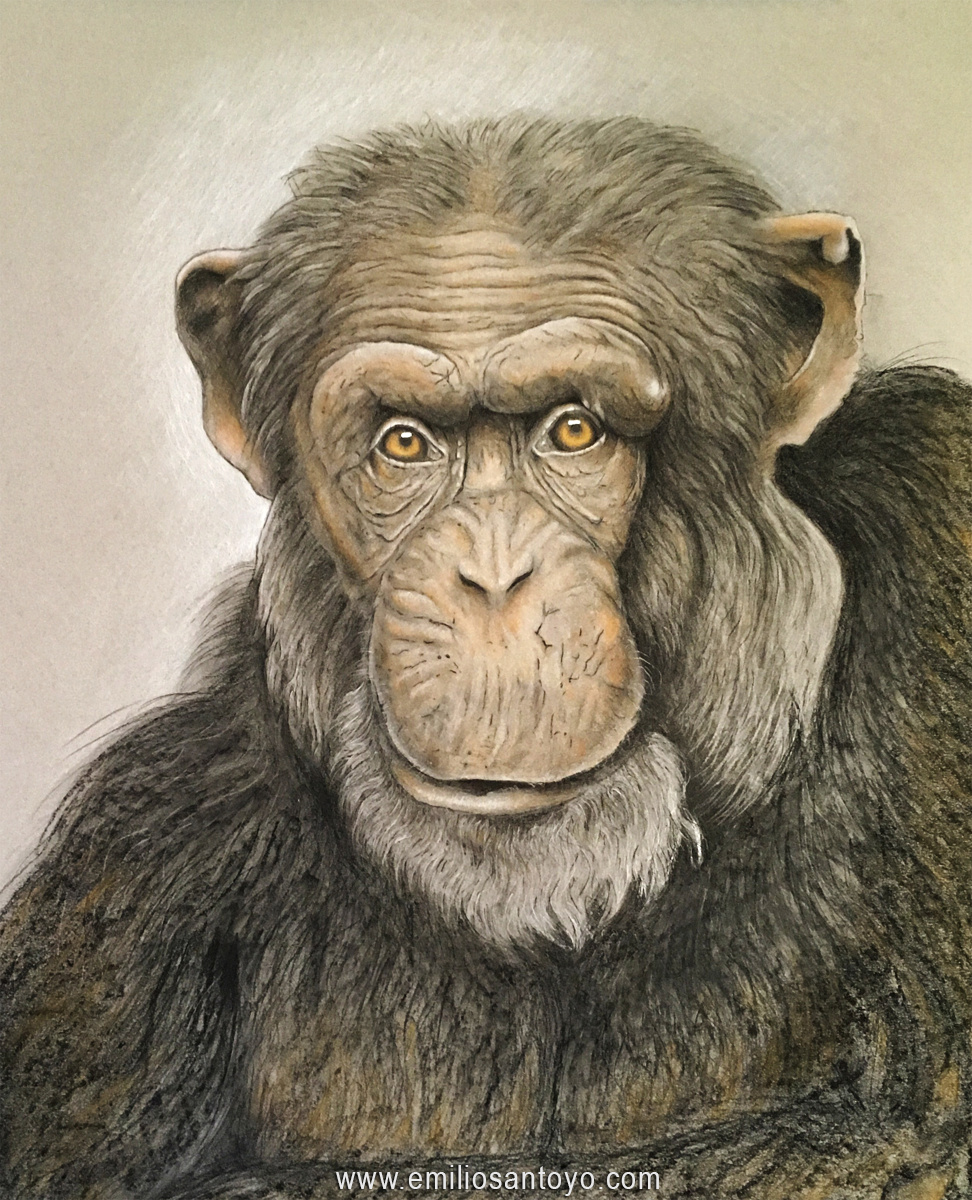 Gorilla, 2015
Pastel on Paper
12 in × 16 in