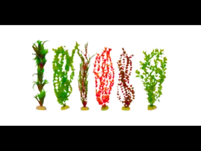 SDP-401 PLANTA SUNNY 
BOLSA VERDE 20" C/6 PZS