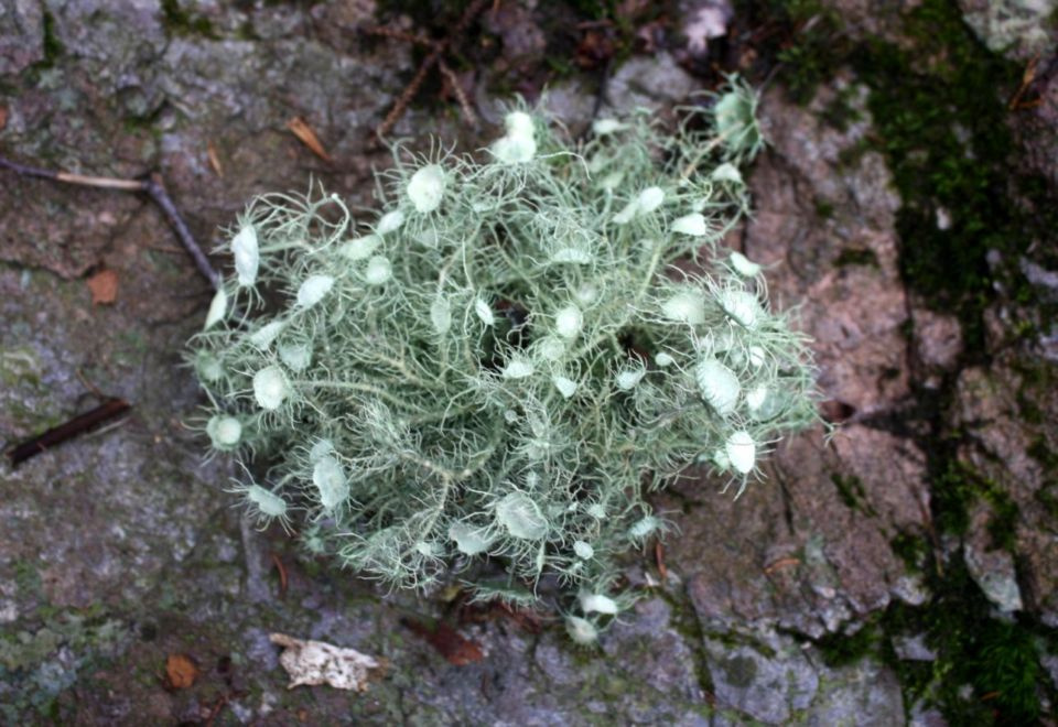 https://0201.nccdn.net/1_2/000/000/156/3a5/Fungi---23--960x660.jpg