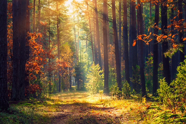 Autumn forest landscape