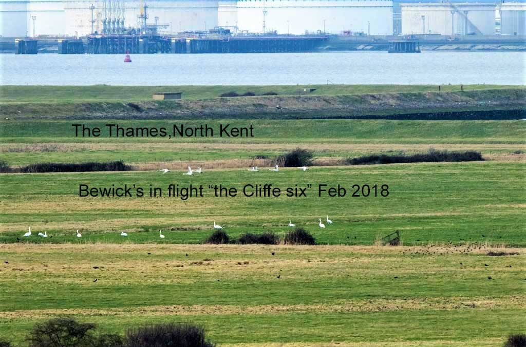 Bewick's Swans Flying