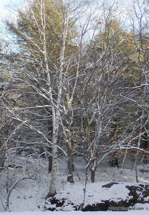 Birch Tree in the Snow