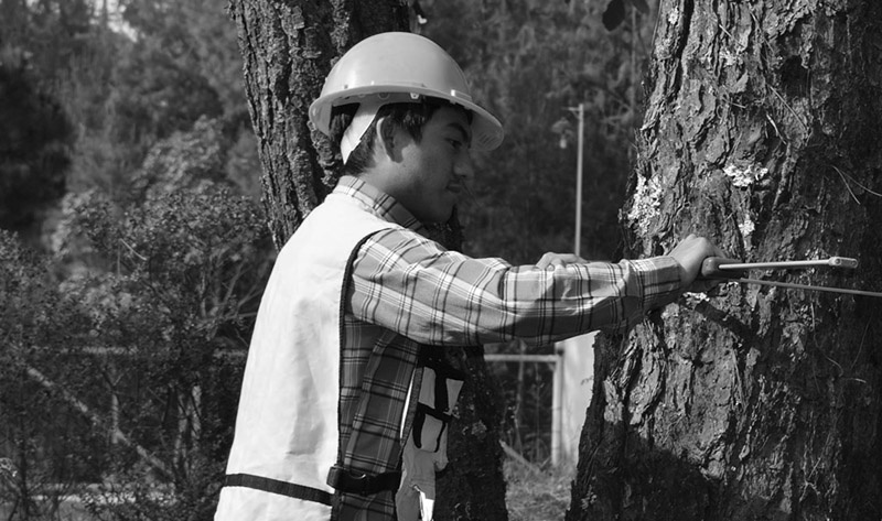 Ing. Forestal Ing. Forestal