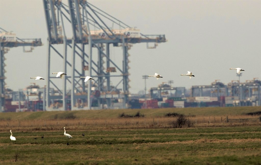 Bewick's Swans Flying.
