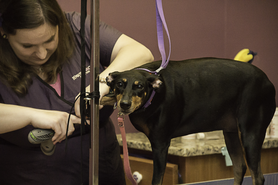 The Pawsh Pooch Pet Salon & Spa