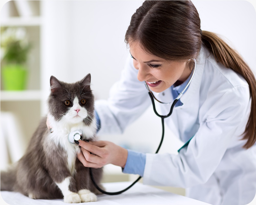 Doctor  Checking Cat