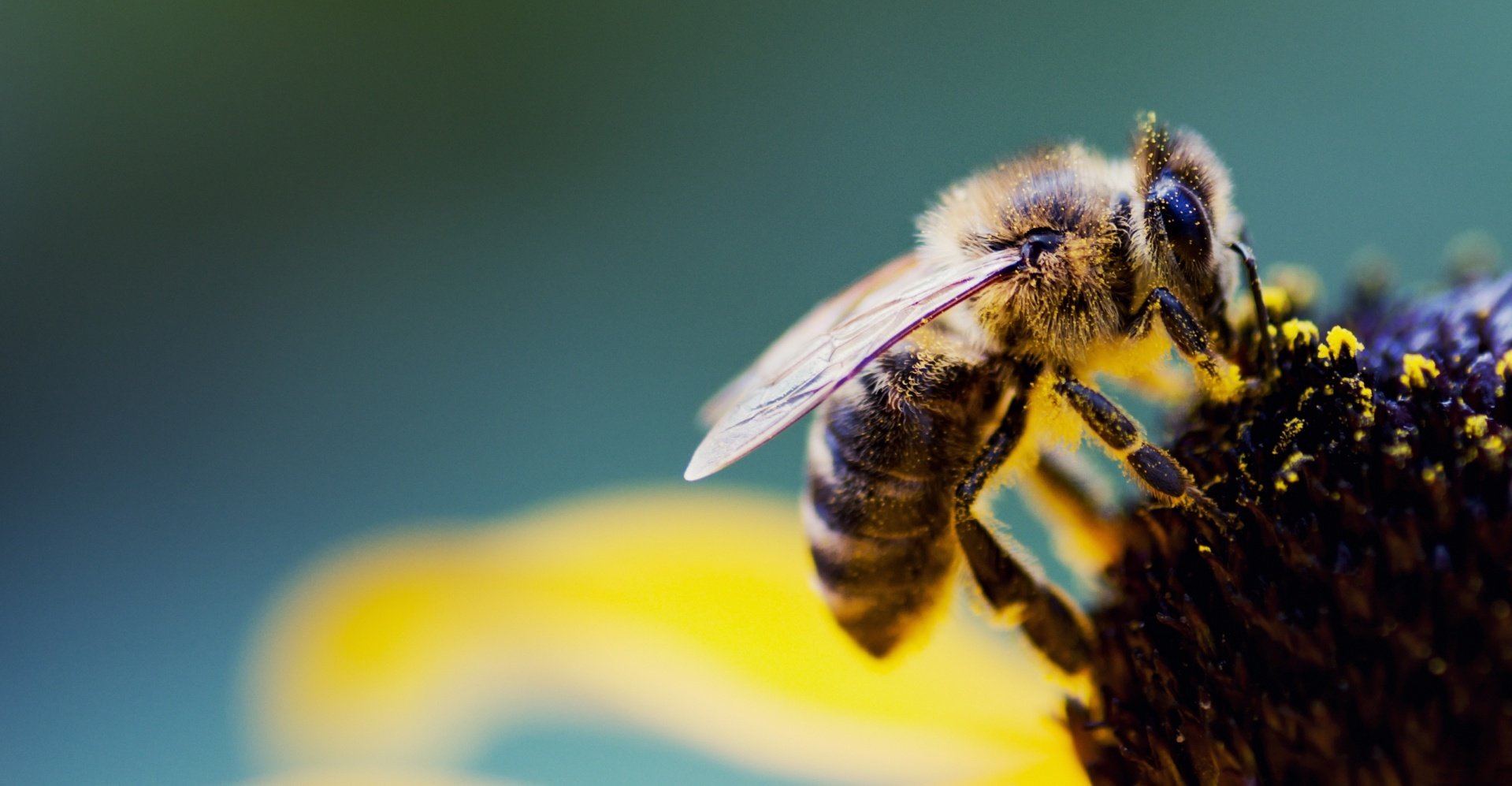Abeja recolectando polen en una flor amarilla en un entorno natural.