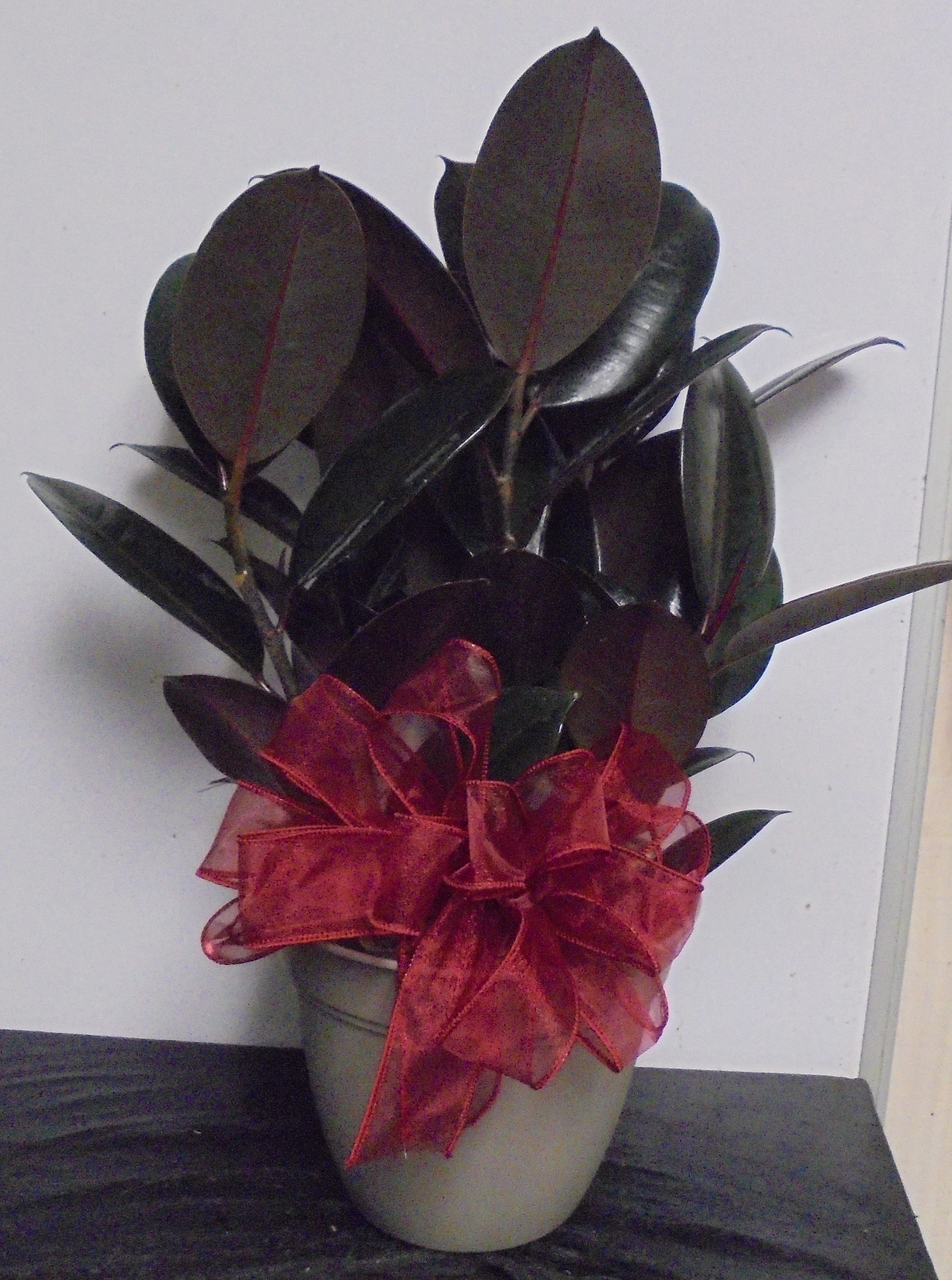 (SORRY OUT OF STOCK!!)
(4)  Rubber Plant
$40.00