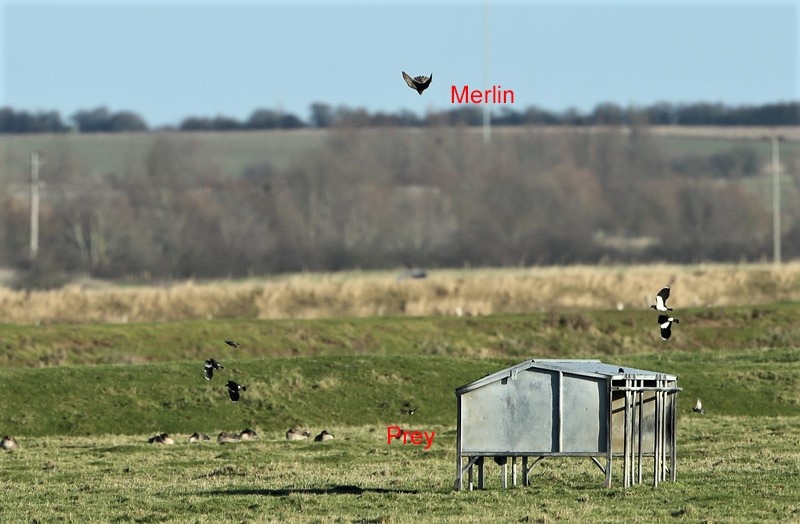 Merlin pursuit.