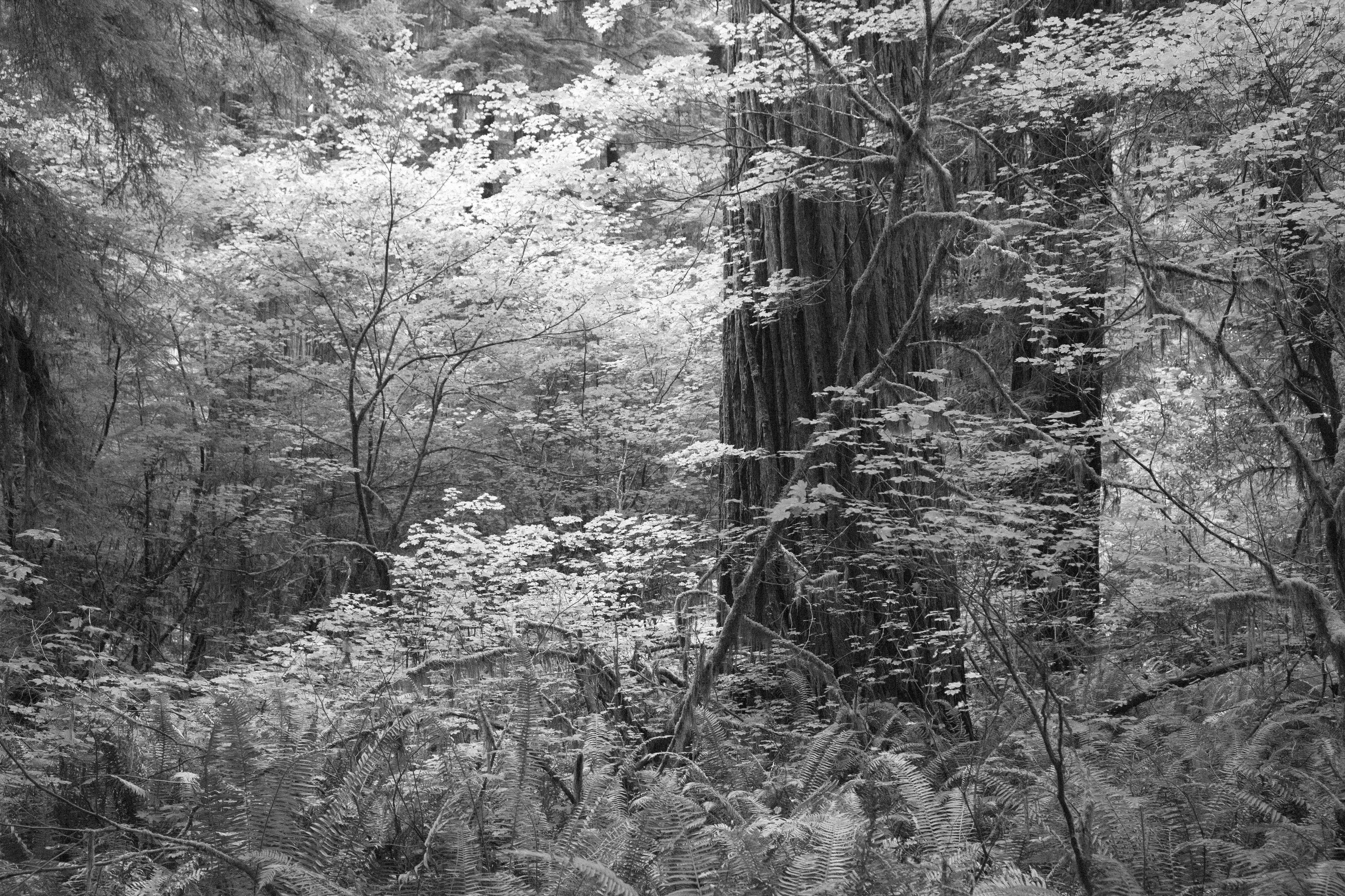 Jedediah Smith Grove Fall Foliage