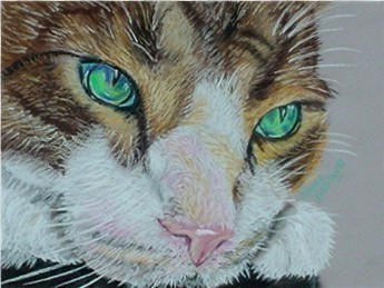 Bright Eyes, Pastel on Paper, Framed   SOLD