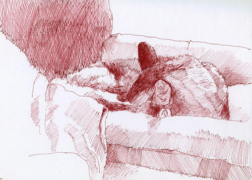 Catnapping #7 (Pen and sepia ink)