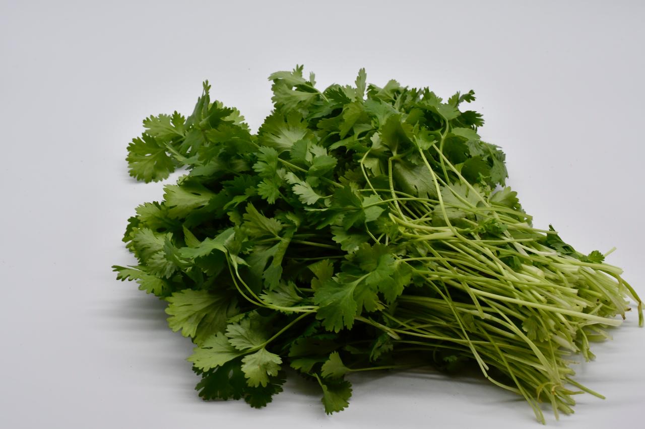 CILANTRO