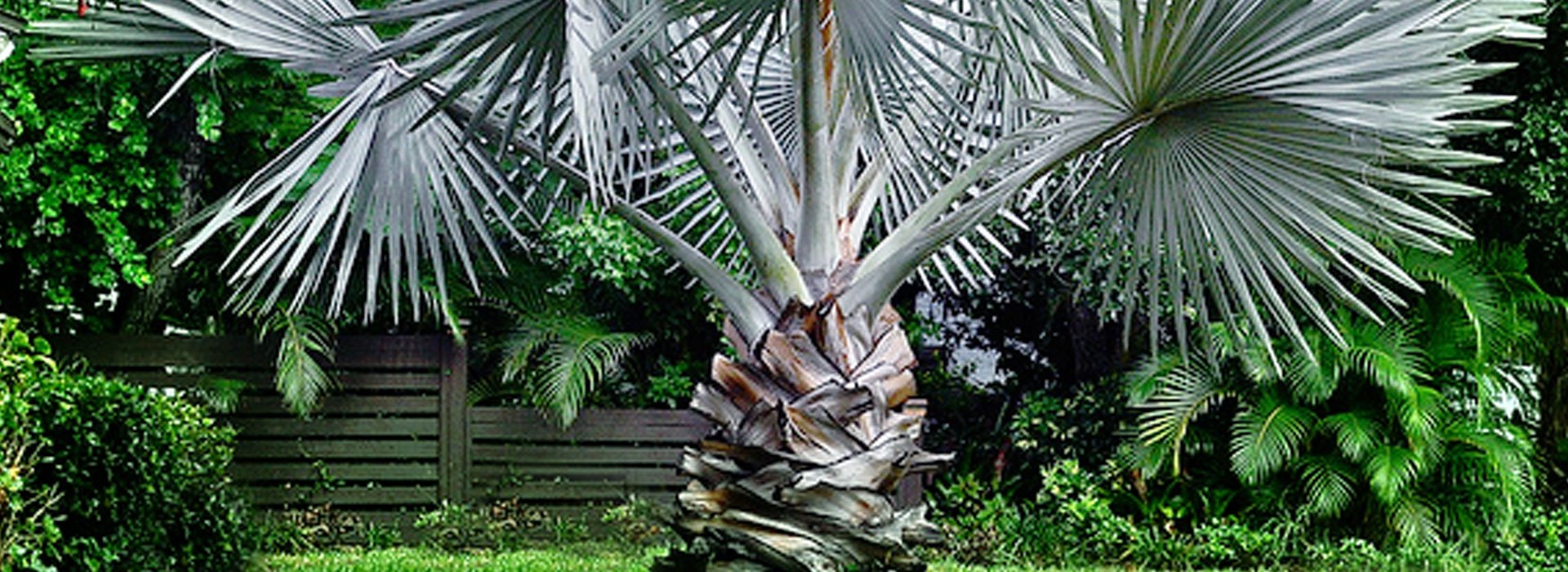 Palm Tree Cycad El Cajon Tropical Ponderosa