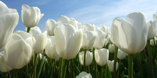 https://0201.nccdn.net/1_2/000/000/15a/524/significado-del-color-blanco-600x300.jpg