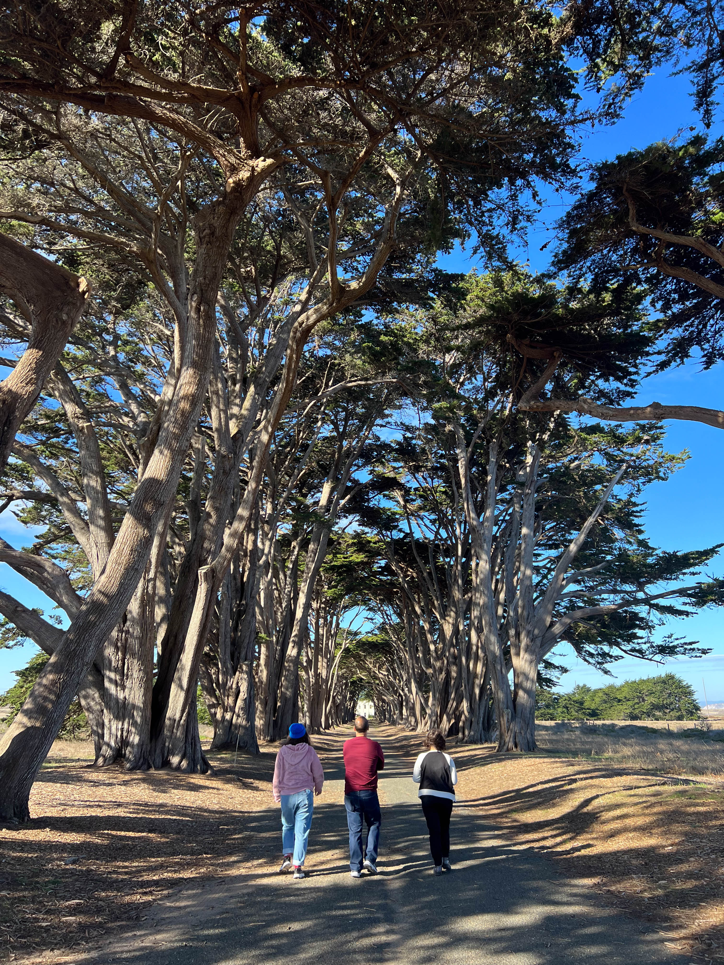 The Cypress Tree Tunnel