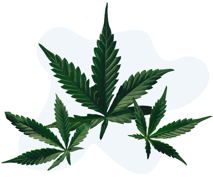 Leaves from a cannabis plant Leaves from a cannabis plant