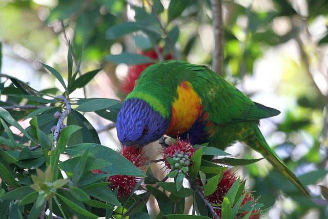 Rainbow Lorikeet
