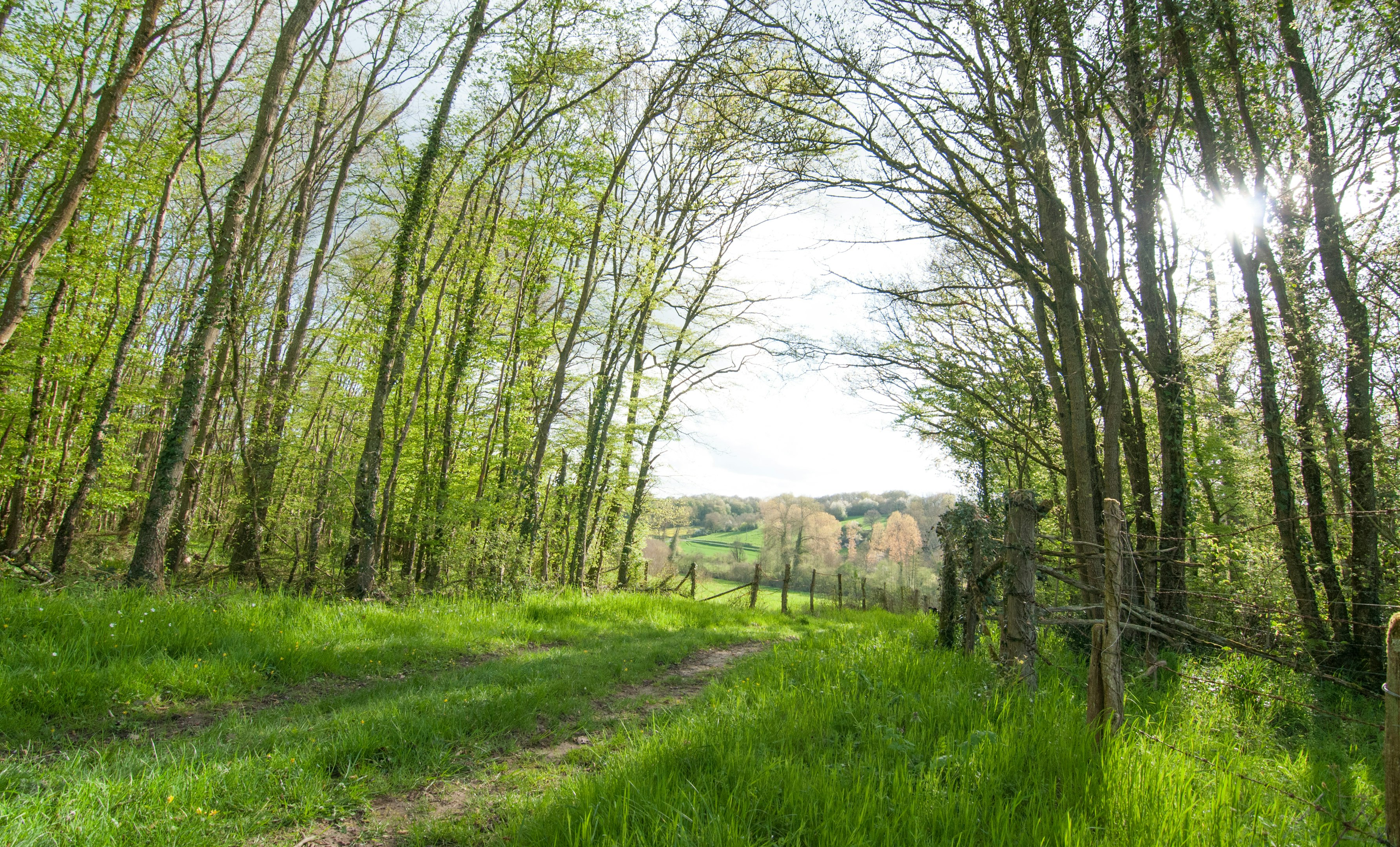 campo de césped verde con árboles