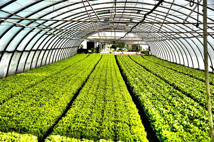 Desarrollo Rural de Saltillo A.C. - Servicios agropecuarios
