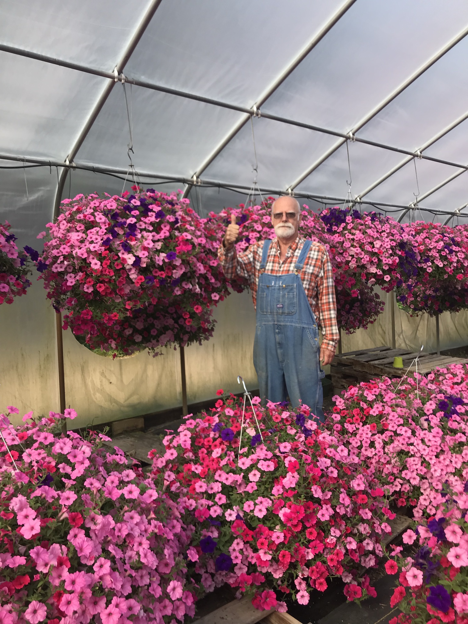 Discover The Best Amish Greenhouses In St. Charles, Mn - pofmskw