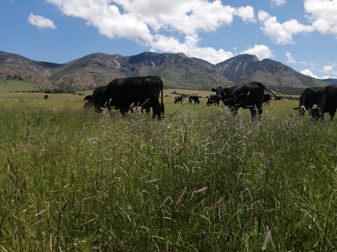 Vaca blanca y negra con etiqueta en la oreja en una granja lechera moderna.