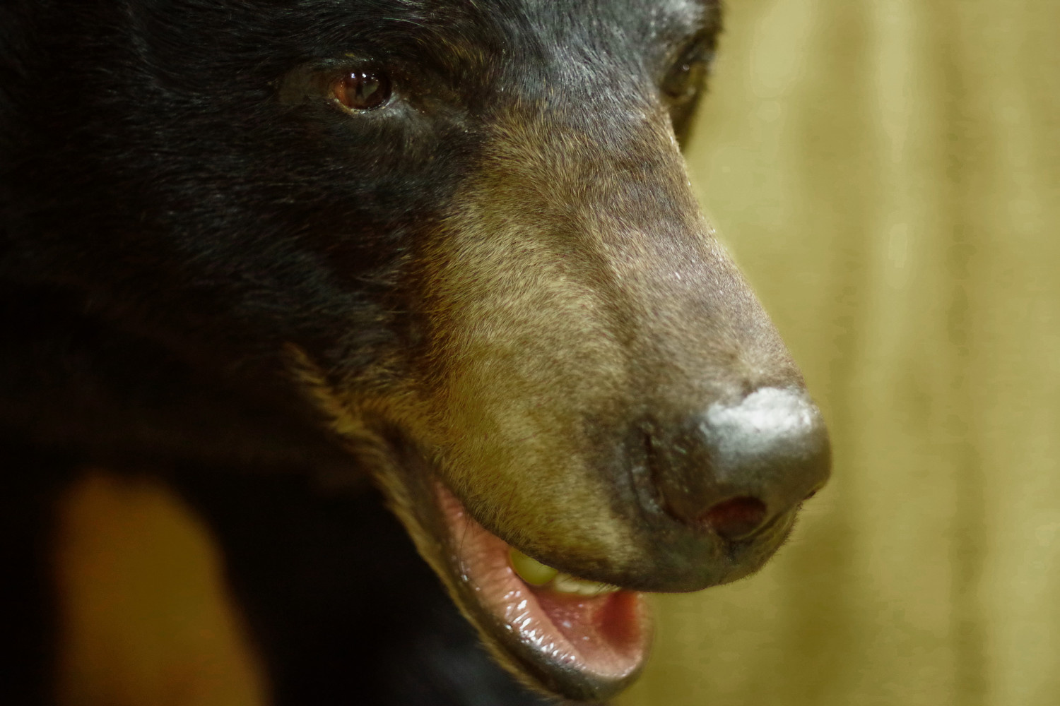 Black bear pant, eye detail