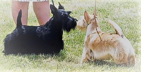 SCOTTISH TERRIERS
Jim & Annel Henderson
FYI - in addition to Black, they come in Wheaten or Brindle (in any color).