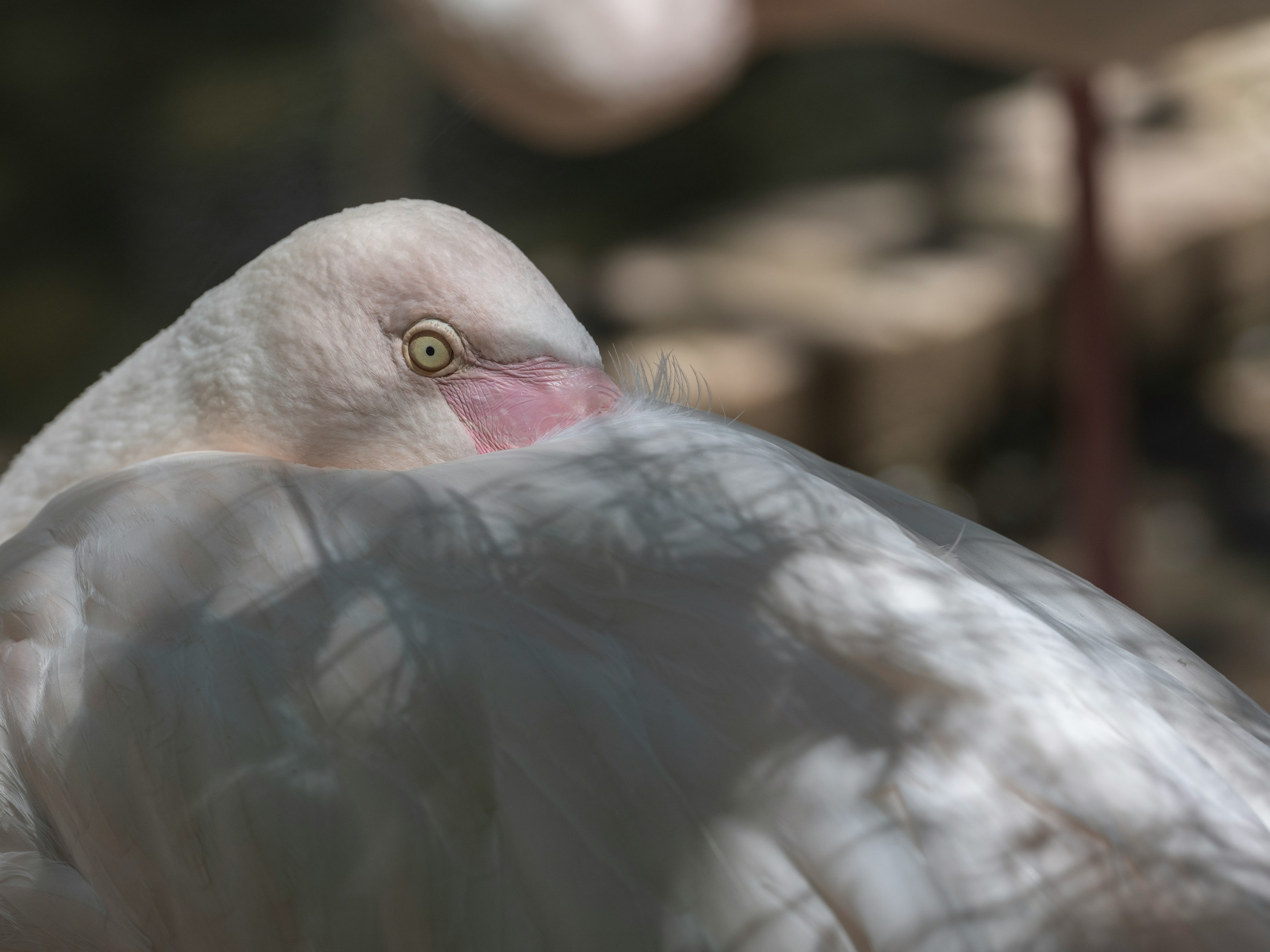 A close up of a white bird with a blurry background