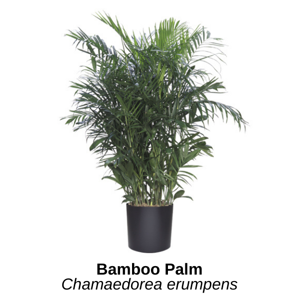 https://0201.nccdn.net/1_2/000/000/15c/422/bamboo-palm--14-.png