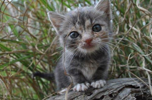 One of our adorable rescued kittens that we raise each year and then adopt out <3