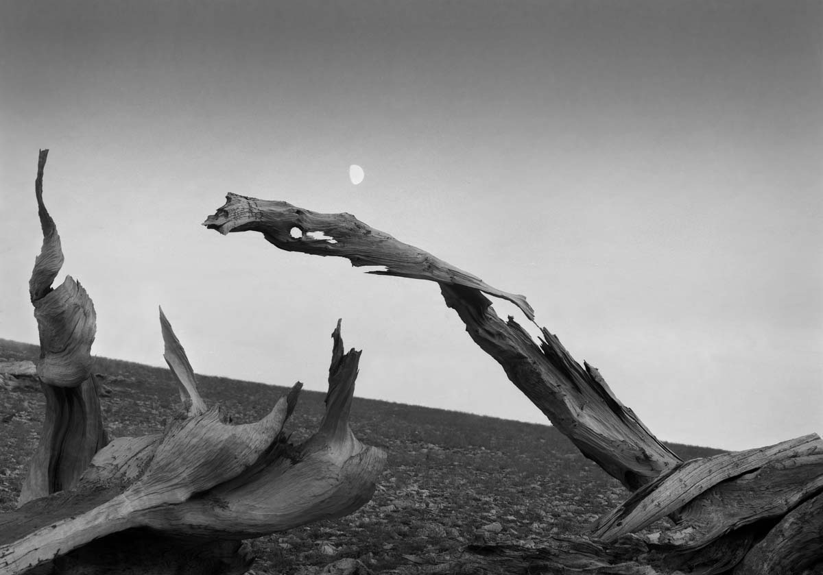 Bristlecone Pine Moonscape