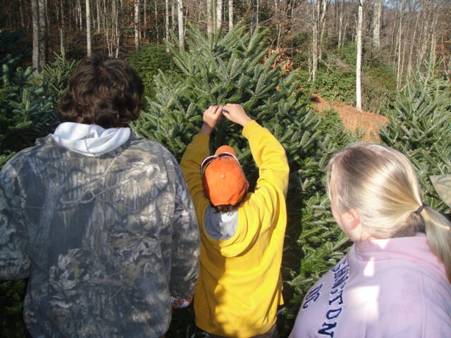 The entire family gets involved in making tree selections for one of our wholesale customers.