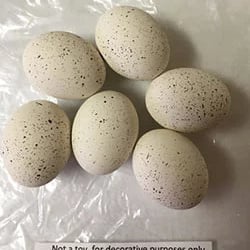 6 White With Speckled Bird Eggs