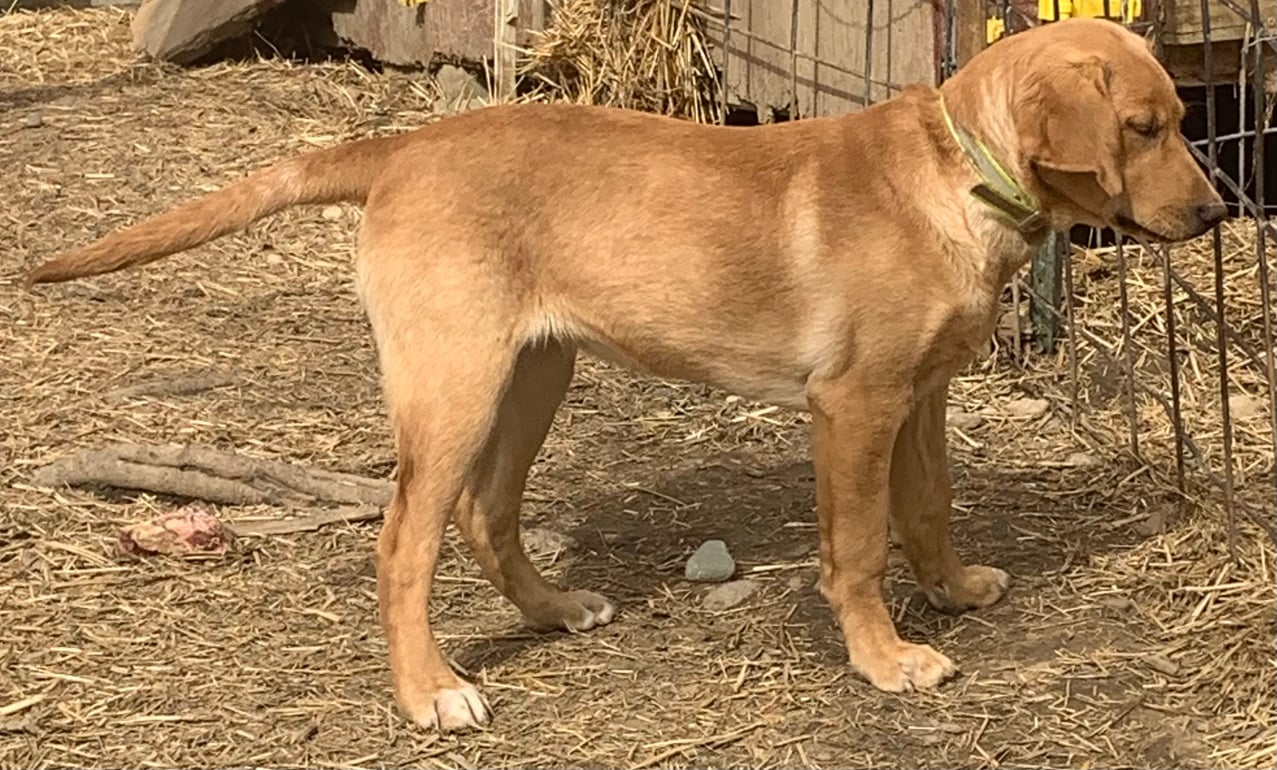 Mindy: Labrador Retriever