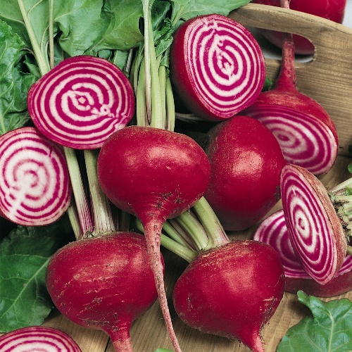 Beet Chioggia Beet Chioggia