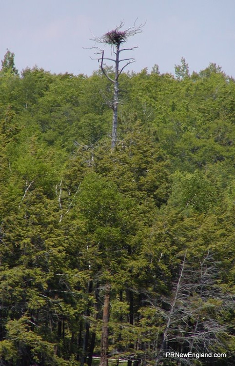 Riverside Eagle Nest