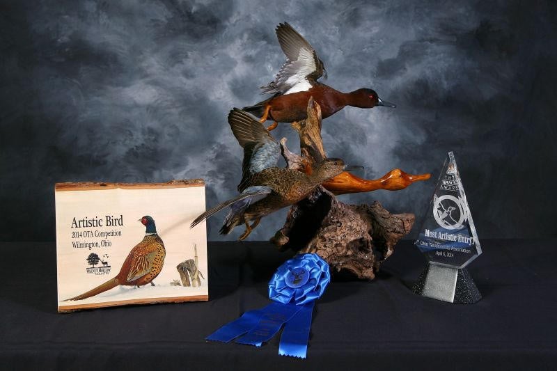 cinnamon teal flying bird award winner taxidermy