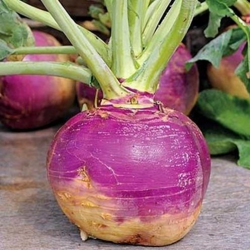 American Purple Top