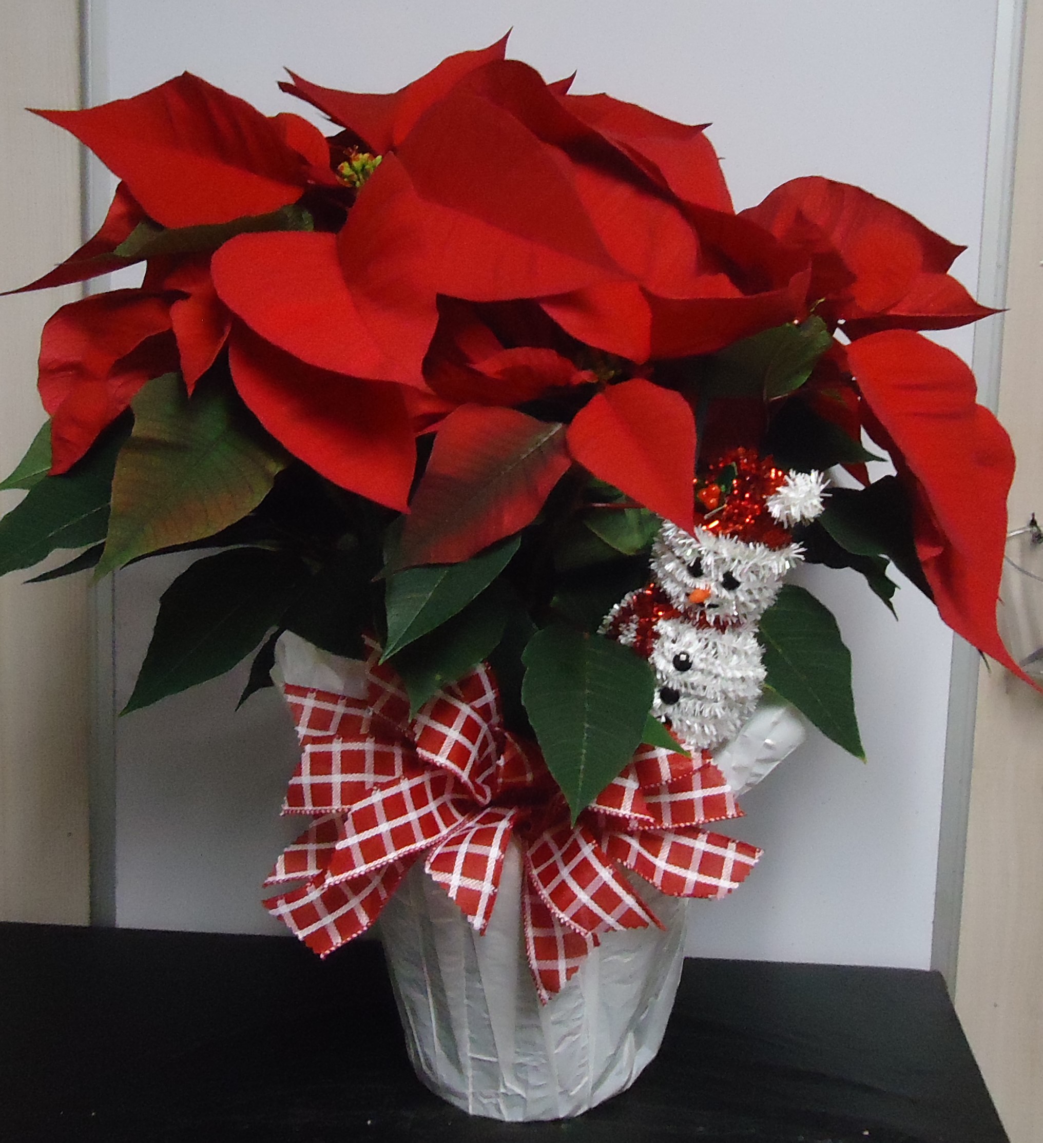 (6) "Larger" Red Poinsettia
W/ Snowman
$60.00