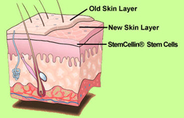 skin-layers-small.jpg