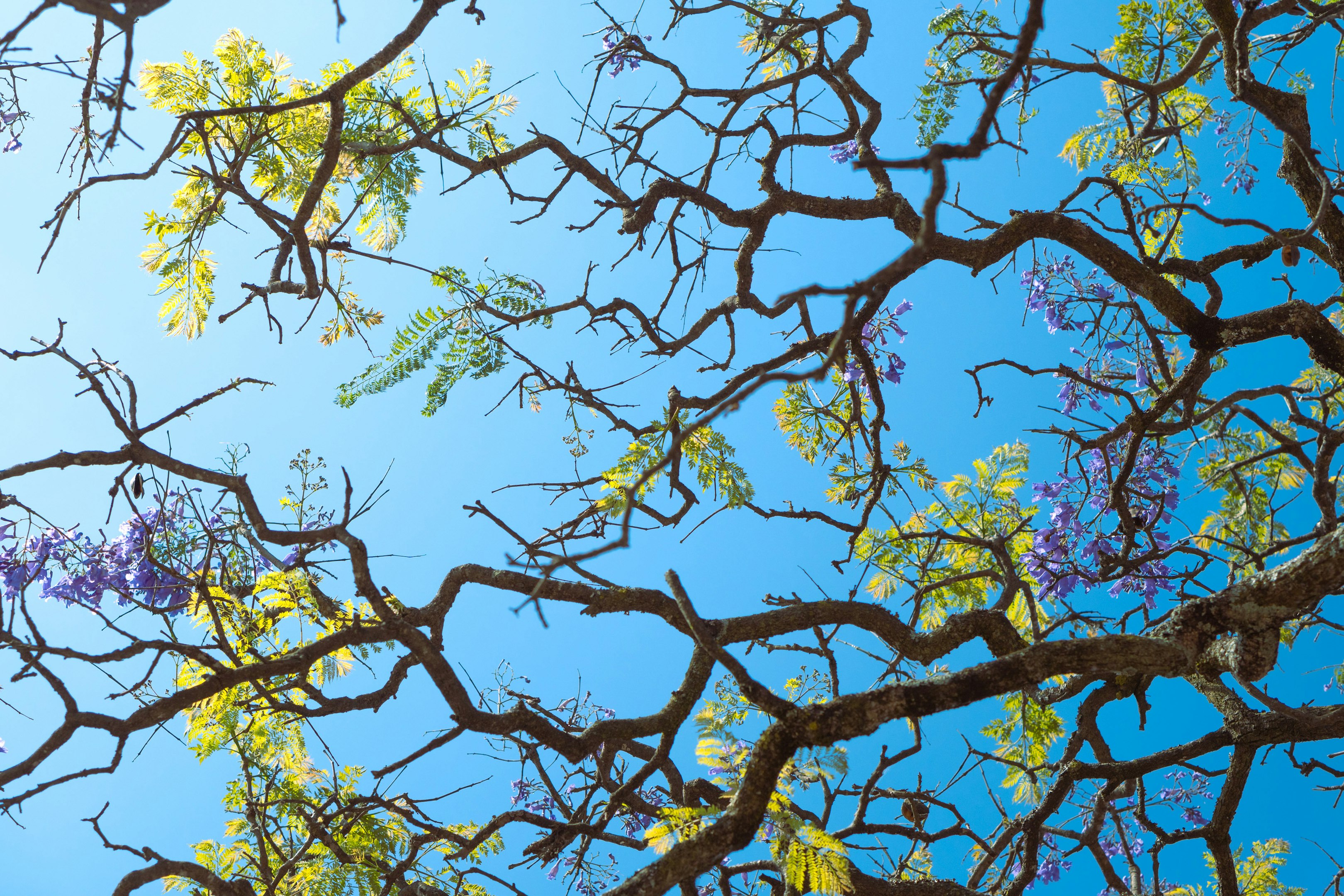 las ramas de un árbol con flores púrpuras contra un cielo azul