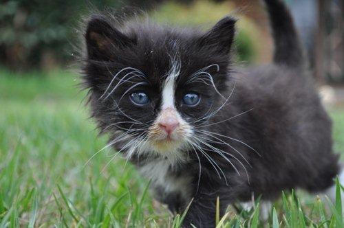 Another rescue kitten