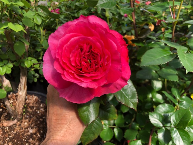 From rose breeder Brad Jalbert, at his nursery, Select Roses, in Langley: Three new seedlings that will be coming up for sale at some point over the next few years.