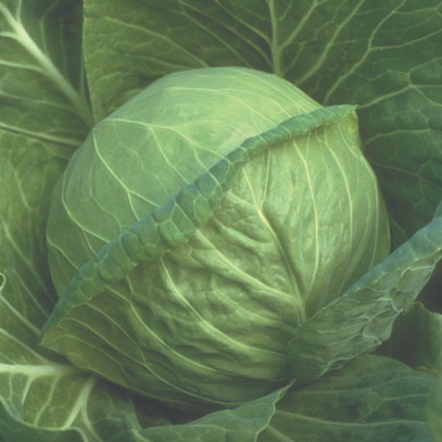 Cabbage Fast Vantage Cabbage Fast Vantage