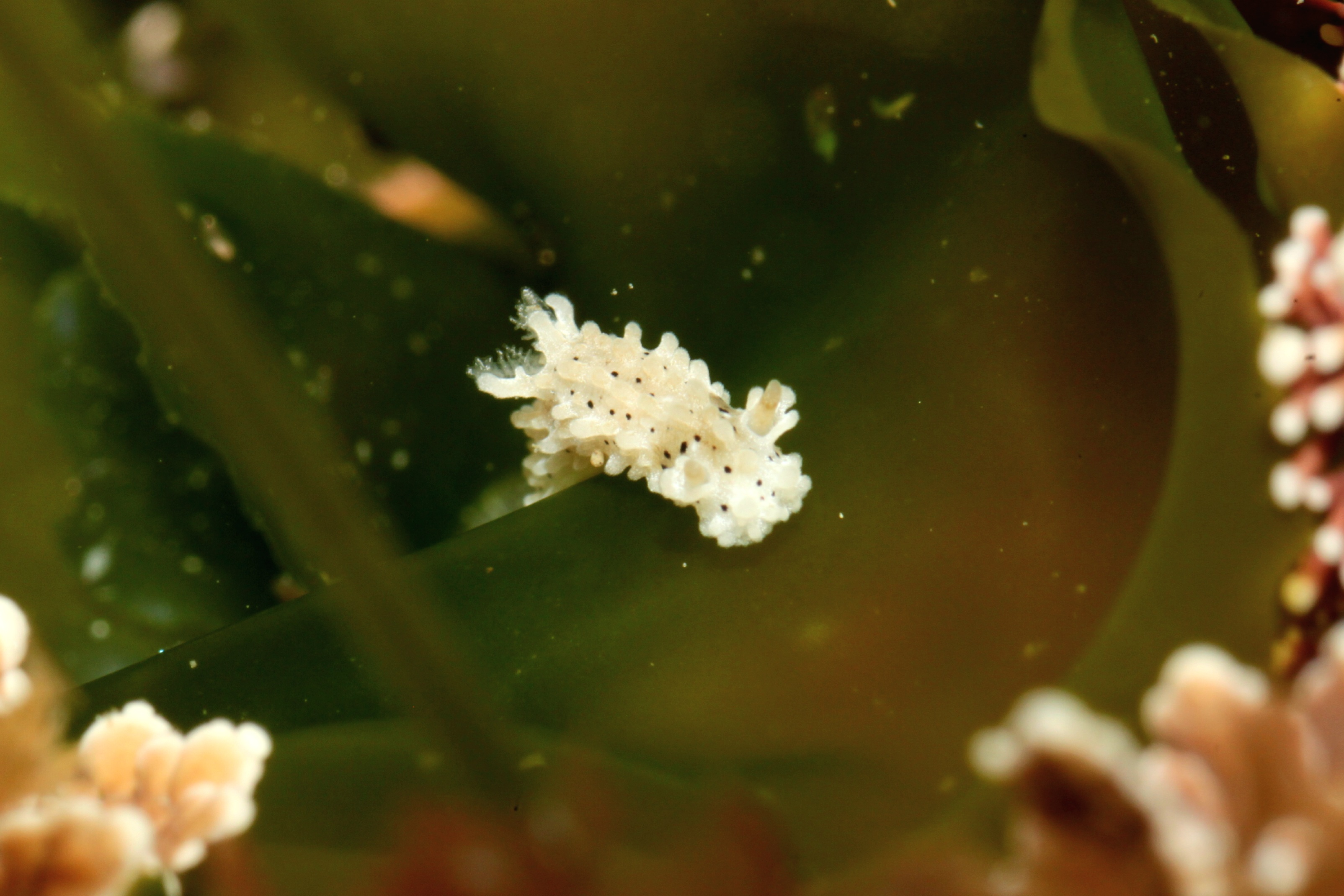 Salt-and-Pepper Doris (Aegires albopunctatus)